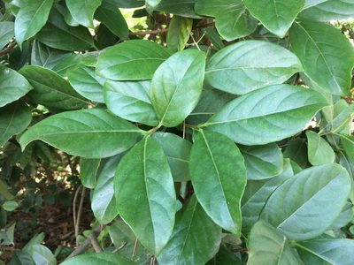 Viburnum odoratissimum, photographed by Mary Spilman
