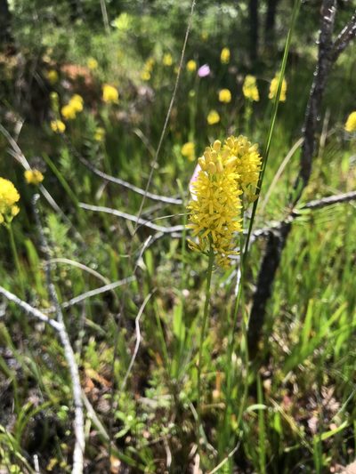 Narthecium americanum, photographed by Bonnie Semmling