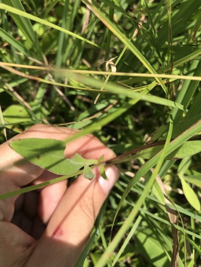 Coreopsis pubescens, photographed by Brandon Wheeler