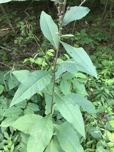 Vernonia glauca, photographed by Brandon Wheeler