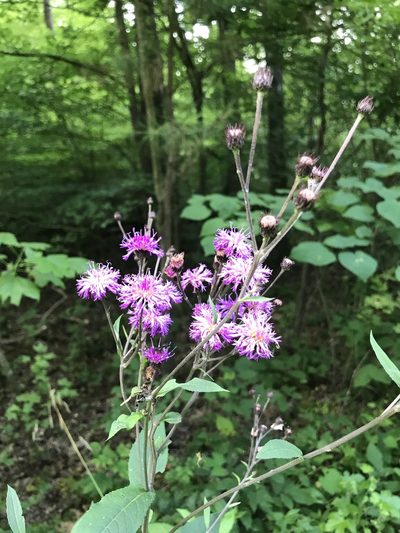 Vernonia glauca, photographed by Brandon Wheeler