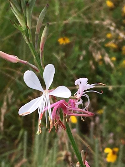 Oenothera demareei, photographed by Kevin Wood