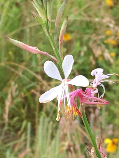 Oenothera demareei, photographed by Kevin Wood