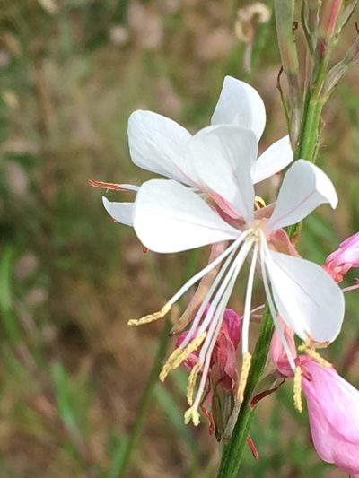 Oenothera demareei, photographed by Kevin Wood