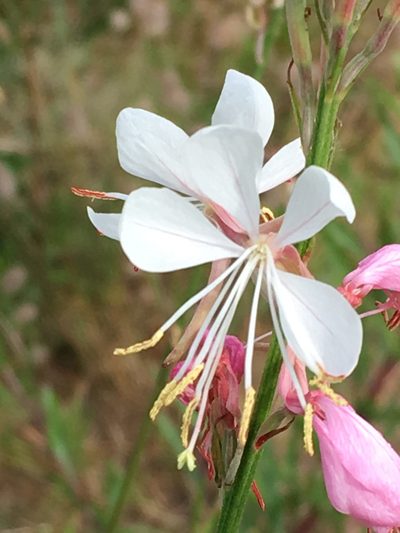 Oenothera demareei, photographed by Kevin Wood
