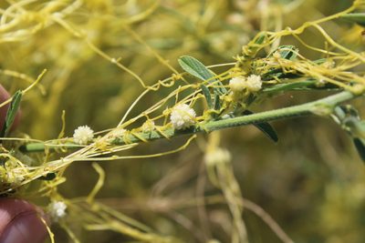 Cuscuta approximata, photographed by Dmitriy Bochkov