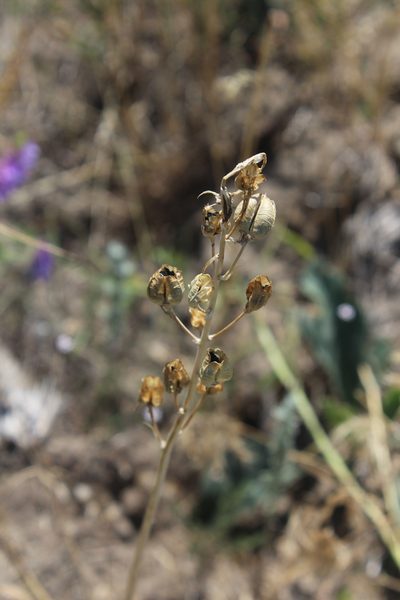 Loncomelos fischerianum, photographed by Dmitriy Bochkov