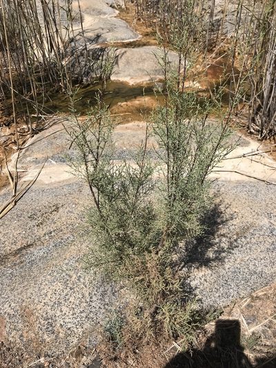 Tamarix canariensis, photographed by Tanja Milotić