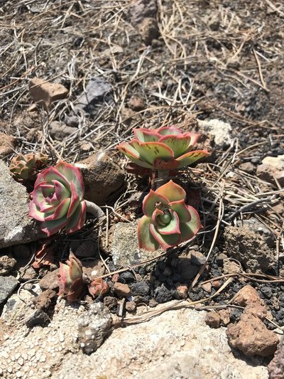 Aeonium lancerottense, photographed by Tanja Milotić