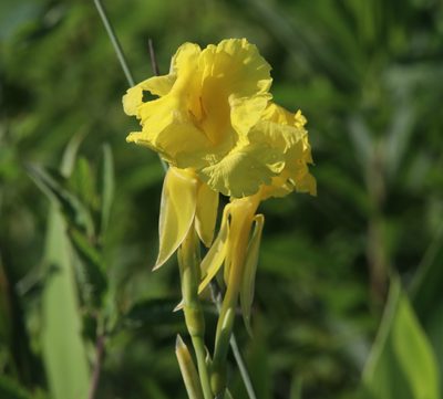 Canna flaccida, photographed by Lauren McLaurin