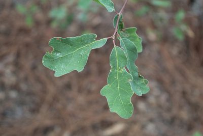 Quercus laceyi, photographed by Rafael Torres