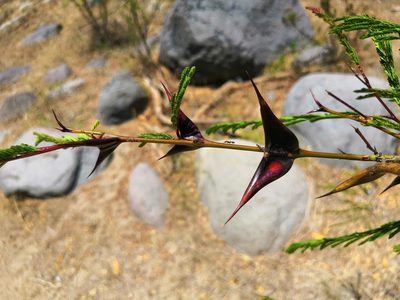 Vachellia hindsii, photographed by adel-fridus