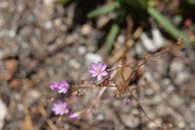 Lewisia leeana, photographed by David Anderson