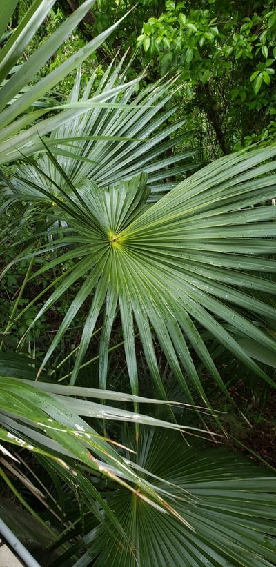 Coccothrinax alta, photographed by Heather Mazzaccaro