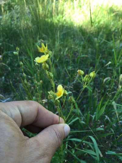 Drymocallis lactea, photographed by Scott Loarie