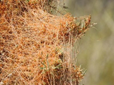 Cuscuta denticulata, photographed by CK2AZ