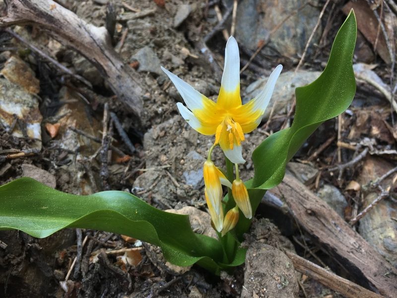 Erythronium pusaterii, photographed by Brendan Black
