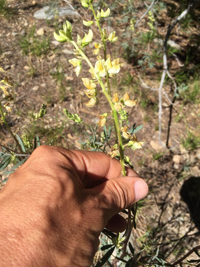 Lupinus angustiflorus, photographed by Scott Loarie