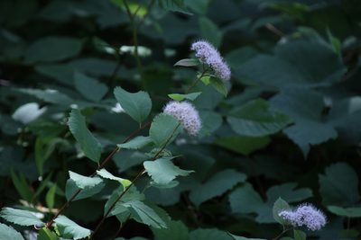 Spiraea corymbosa, photographed by Kathy Richardson