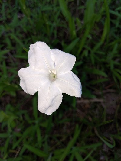 Ruellia noctiflora, photographed by Scott Allen Davis