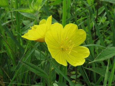 Oenothera pilosella, photographed by Katie Kucera