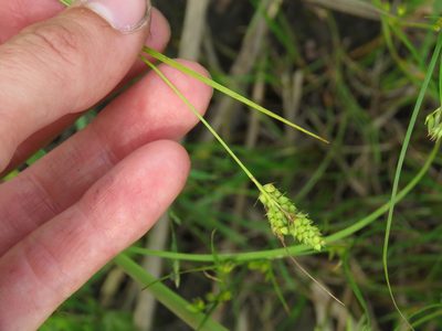 Carex bushii, photographed by Katie Kucera