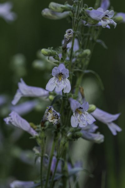 Penstemon oliganthus, photographed by Craig Martin