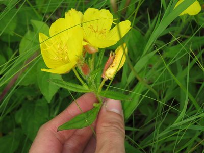 Oenothera pilosella, photographed by Katie Kucera