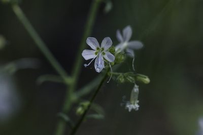 Aliciella pinnatifida, photographed by Craig Martin