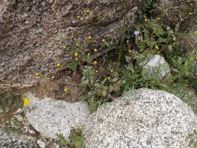 Senecio mohavensis, photographed by Amy