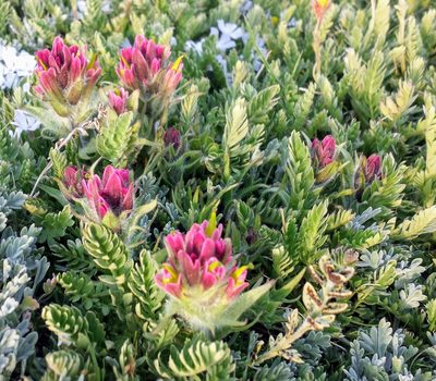 Castilleja pulchella, photographed by John Brew