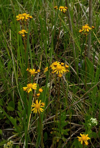 Packera pseudaurea, photographed by aarongunnar