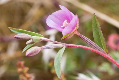 Clarkia davyi, photographed by Ken-ichi Ueda