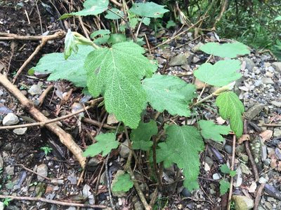 Rubus formosensis, photographed by Tatsutomo Chin