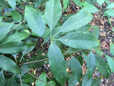 Lithocarpus glaber, photographed by Tatsutomo Chin