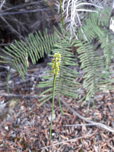Genoplesium pumilum, photographed by naturewatchwidow