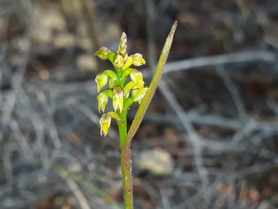Genoplesium pumilum, photographed by Leon Perrie