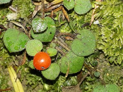 Nertera dichondrifolia, photographed by Leon Perrie