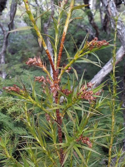 Dracophyllum patens, photographed by Leon Perrie