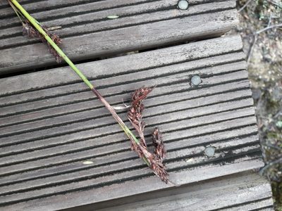 Machaerina rubiginosa, photographed by naturewatchwidow