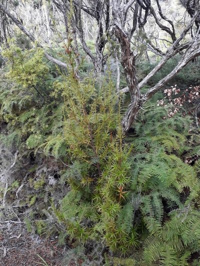 Dracophyllum patens, photographed by Leon Perrie