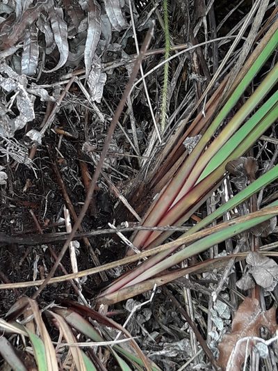 Dianella haematica, photographed by naturewatchwidow