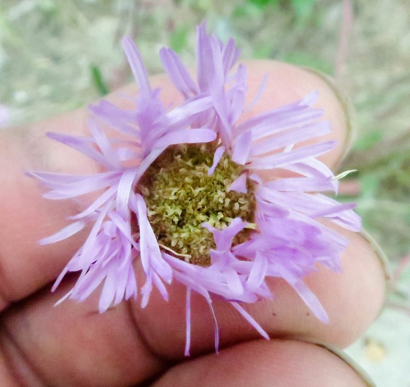 Erigeron glabellus, photographed by naokitakebayashi