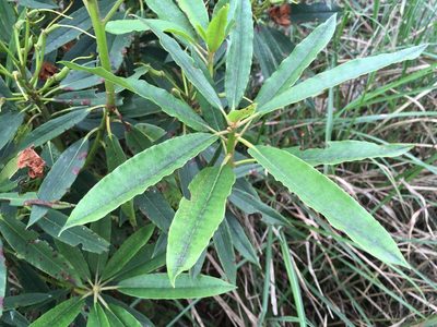 Rhododendron formosanum, photographed by Tatsutomo Chin