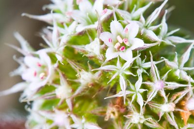 Chorizanthe cuspidata, photographed by Ken-ichi Ueda