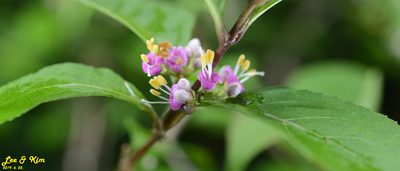 Callicarpa japonica, photographed by Kim, Hyun-tae