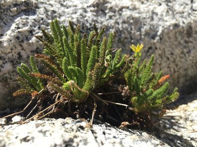Potentilla nubigena, photographed by Stephen Sikes