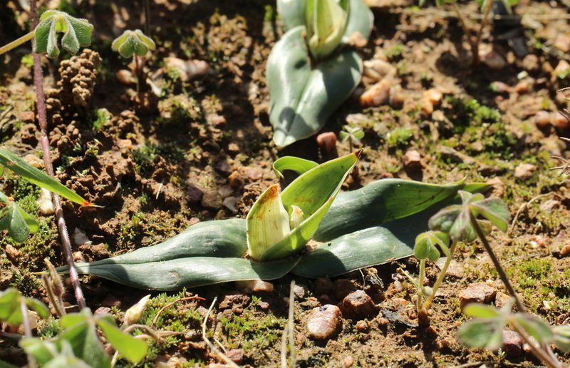 Colchicum capense, photographed by Cecile Roux