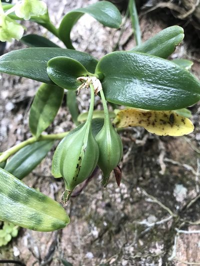 Epidendrum pseudodifforme, photographed by Mario Barroso
