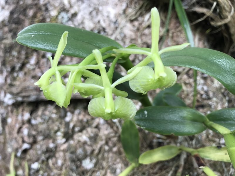 Epidendrum pseudodifforme, photographed by Mario Barroso
